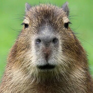 Canned Capybara avatar