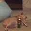 Fat Dog With A Can