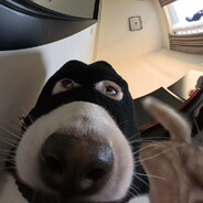 小嫩牛拖家带口突袭老