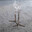 Vaporized Pukeko