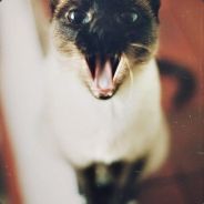 ^^анальгинчик^^