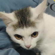 夏天夏天悄悄过去留下