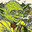 yoda