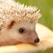 АБАЮДНАЯ ПАХВАЛА