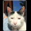 tom420