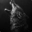 =Best- Wolf -Ripper =