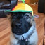 propeller hat dawg gaming