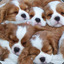 WallofPuppies