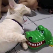 是萌新，别骂了