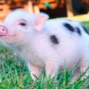 bACONcU