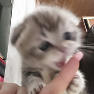 aimi