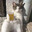 El Meow Meow