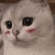 鼠鼠我啊 会做菜了捏