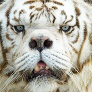 Mongo avatar