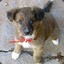 rocket_killer