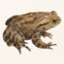 Toad