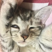 翻斗花园一片天 谁见图图不递烟