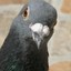 A Frisky Pigeon