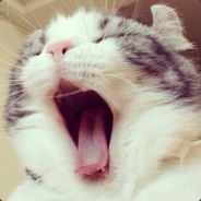 ¿  ¿  ¿  ¿  ¿  ¿  ¿  ¿  ¿  ¿  ¿