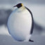 sad fat penguin with no slide