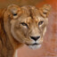 Mr. Lioness