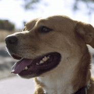 重庆的妹儿乖得狠