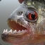 Piranha