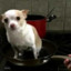 Dog On A Pan