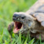 Aggressive Turtle