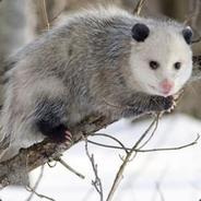 Miodożer rozrabiaka