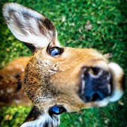 有梦想的Honest boy