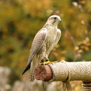 Golden_Falcon avatar