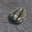 Trilobite