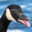mrgoose