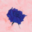 blue.rose