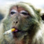 smokin monke