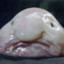 dumpling