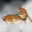 FruitFly
