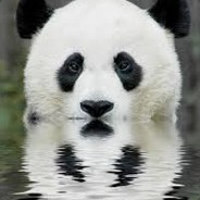 Panda.