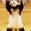panda lifting weights
