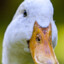 GOOSE