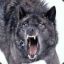[Gop-Stop]Siberian Wolf