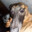 Whippet