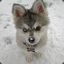DuskyTheHusky