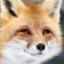 OrangeTheFox