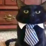Business Cat