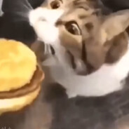 小猫你可以吃芝士汉堡