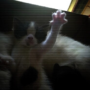 [ᴜᴀ] ᴛᴏᴍɪᴛᴏ