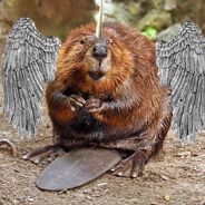 PEGABEAVERCORN