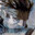 dyr